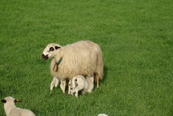 Los Jueves de Expoforga comenzarán con una jornada sobre la viabilidad del sector ovino y caprino de Aragón