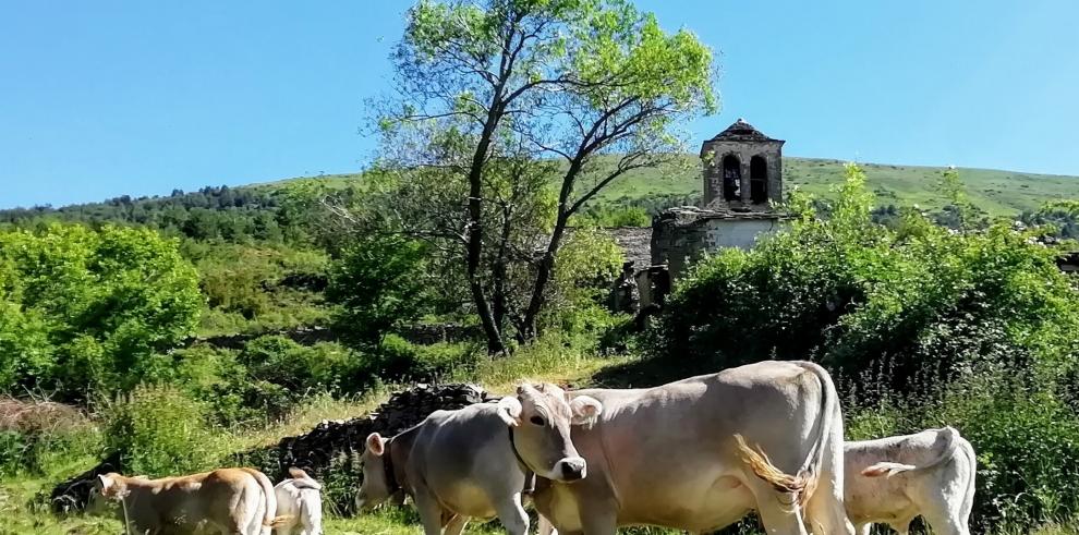 Presentación de resultados de OPTIBOVIS, el proyecto para optimizar la producción de vacas nodrizas en La Jacetania